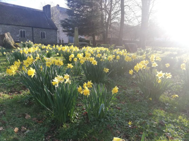Daffodils outside St Johns Church
